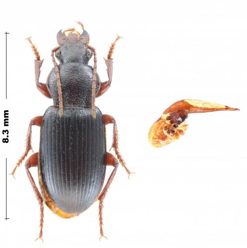 Ophonus cordatus